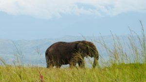 voyage paramoteur ouganda