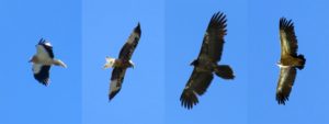 Vautour Percnoptère, Milan Royal, Gypaète Barbu (immature) et Vautour Fauve