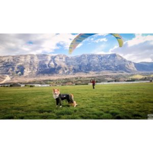 harnais-parapente-chien-sur-mesure (1)