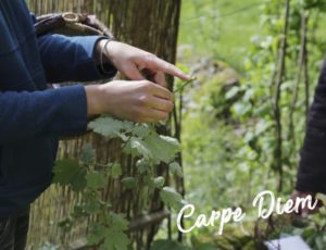 école carpe diem parapente Annecy plantes
