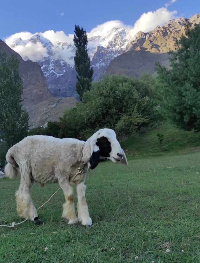 La verdure est très rare dans le Karakorum