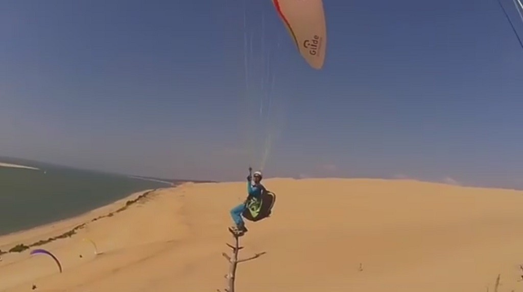 Maître François sur un arbre perché…