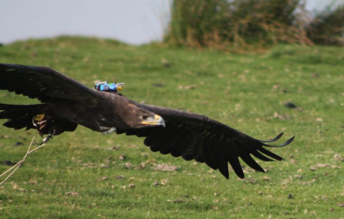 Les « ailes pliées », la réaction des oiseaux planeurs face aux turbulences