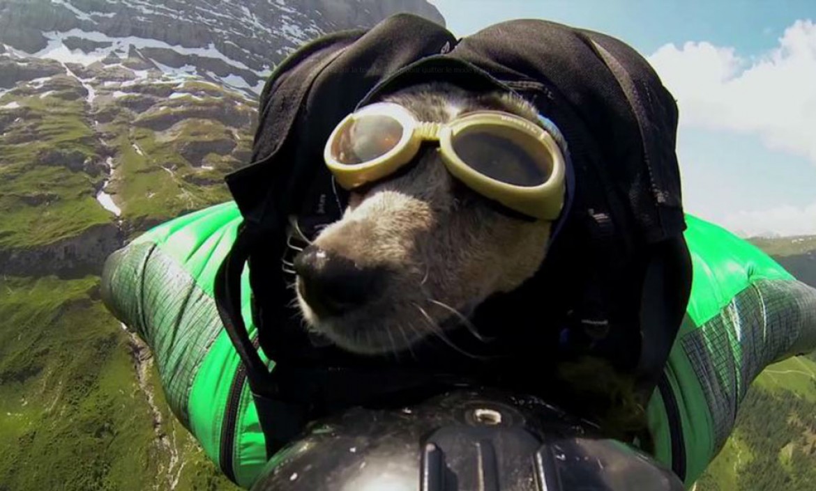 Le premier chien à réaliser un wingsuit!