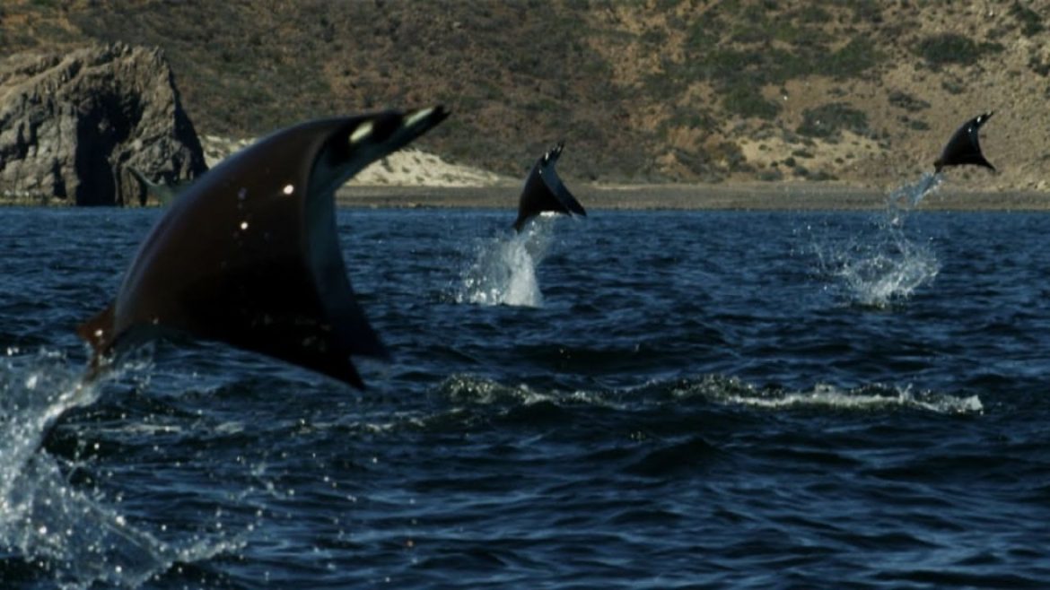 Des raies jaillissant hors de l&rsquo;eau en battant des ailes!