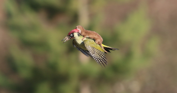 Incroyable : un bébé belette sur le dos d&rsquo;un pic vert!